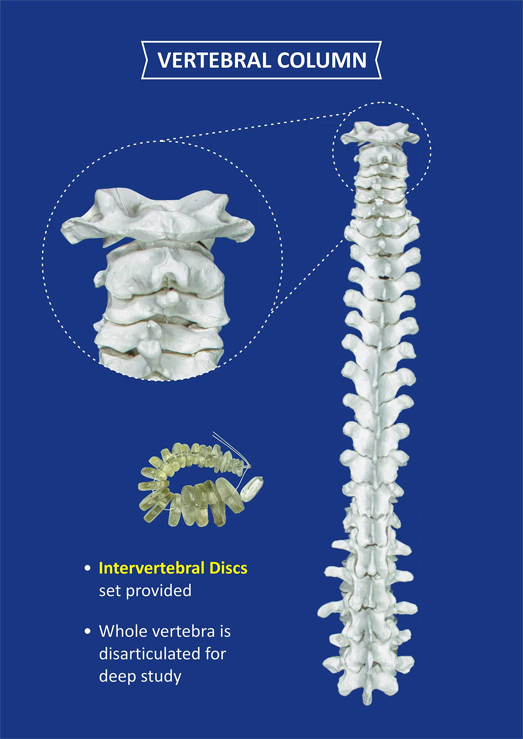 TEN BOX × Student Apathy Bone Knit ZX TeachingNest Human Skeleton Disarticulated with Intervertebral